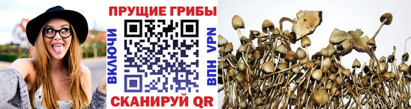 закладки  Смоленск  Псилоцибиновые грибы Psilocybe 